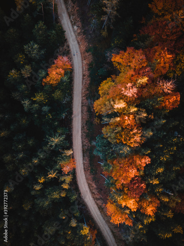 Aerial view of autumn forest.