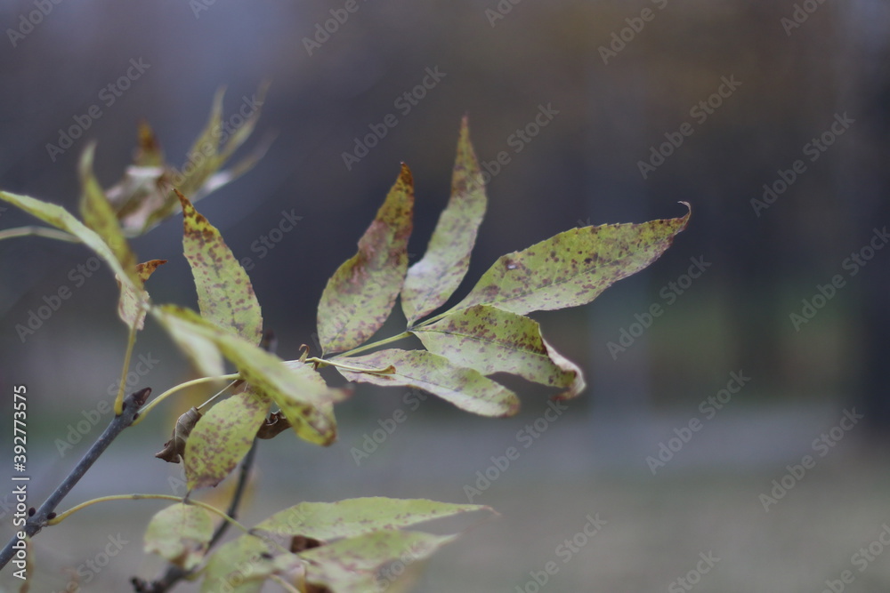 A close up of a leaves A close up of a leaves