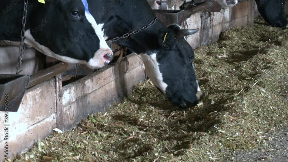 Line of Black and white Holstein Friesian dairy cattle eating hay and