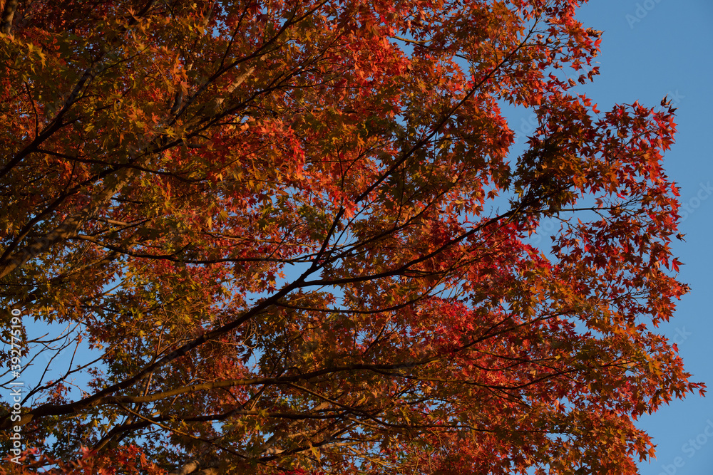 Red colored leaves