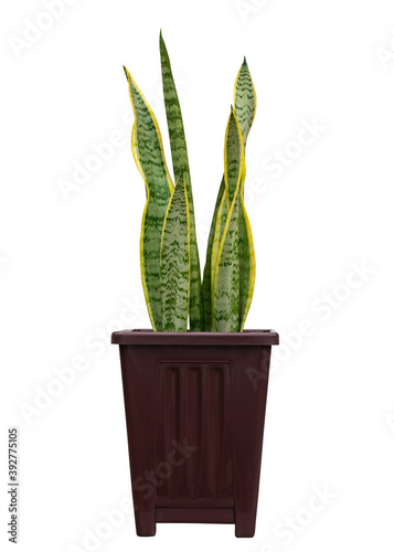 Ornamental plants are planted in pots against an isolated on white background.