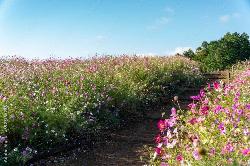 Obraz premium 長崎県諫早市 白木峰高原に咲く秋桜