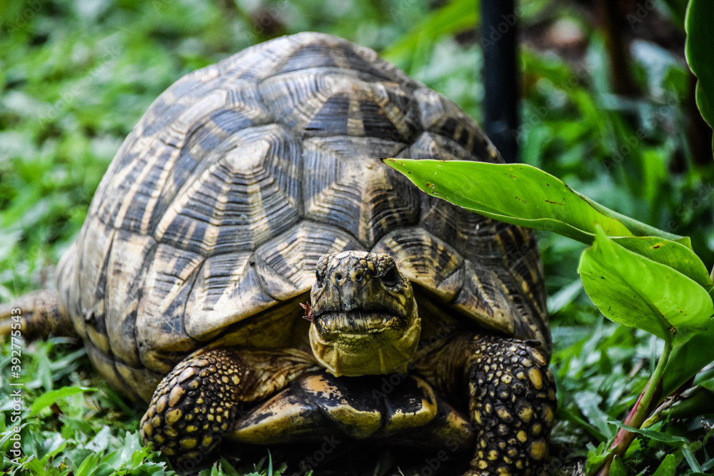 turtle on the grass