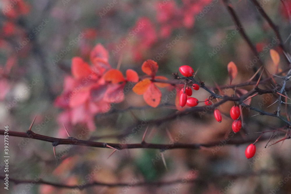 A group of pink flowers on a tree branch A group of pink flowers on a tree branch