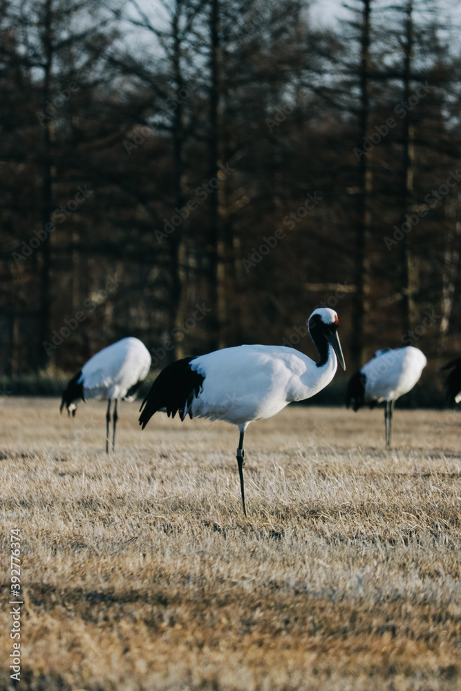 Naklejka premium Red-crowned crane bird from Kushiro, Hokkaido in winter season.