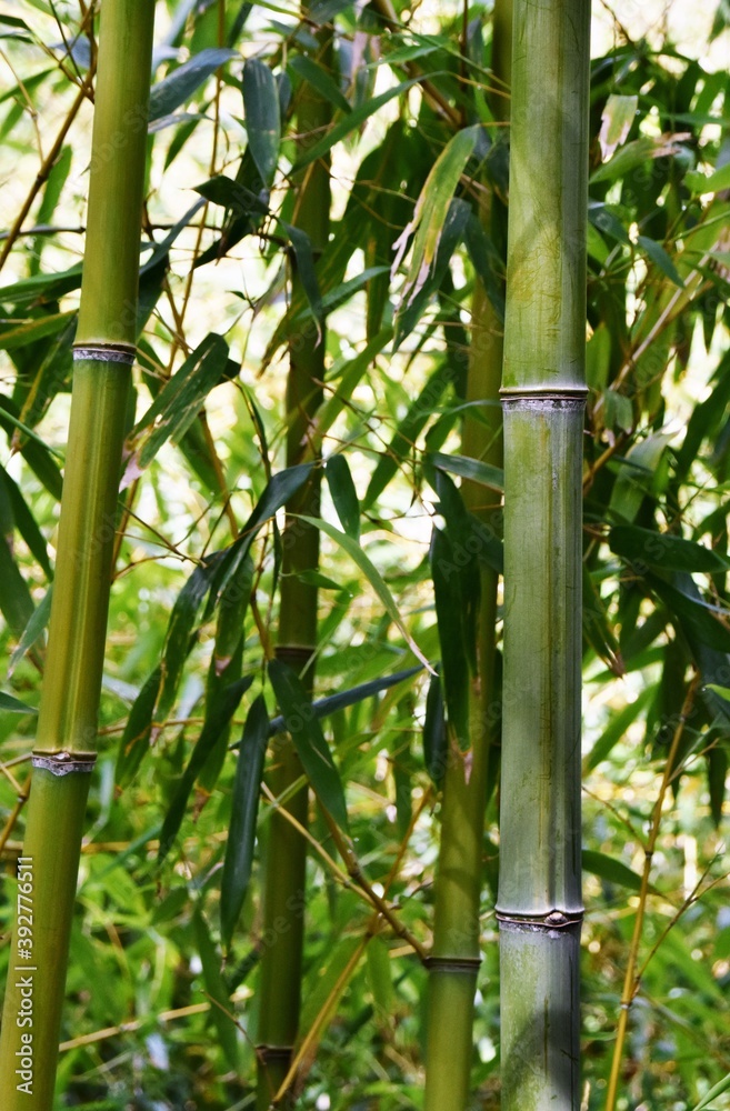 Fototapeta premium Close up of green and yellow Bamboo tree stems