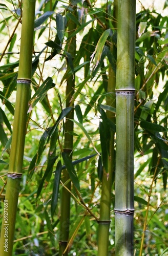 Close up of green and yellow Bamboo tree stems