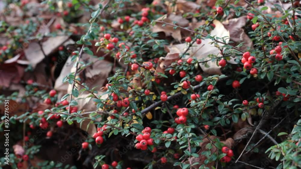 plants with red berries and fallen leaves plants with red berries and fallen leaves