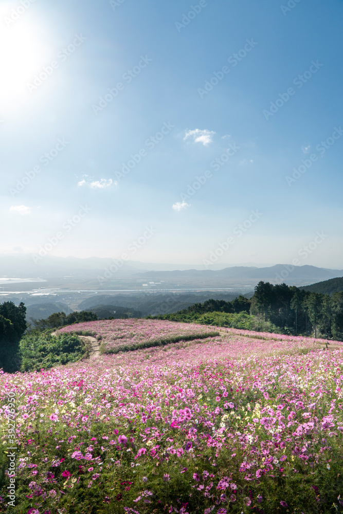 Obraz premium 長崎県諫早市 白木峰高原に咲く秋桜