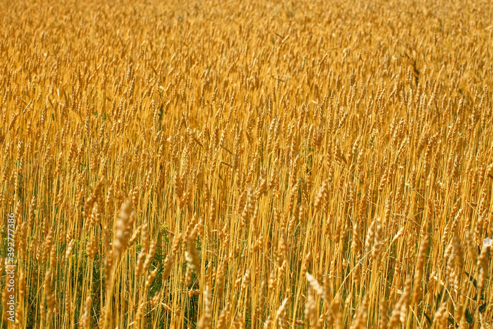 Yellow field with wheat ears on a Sunny summer day. Agricultural land of a farmer. Yellow field with wheat ears on a Sunny summer day. Agricultural land of a farmer.