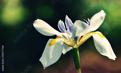 Close up of a bicolor Iris in sunshine