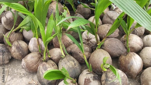 Vdo. view of many Coconut seeds on ground in garden.
