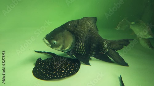 Vdo. view of Giant barb or Siamese giant fish (Catlocarpio siamensis) diving in aquarium glass fish tank.