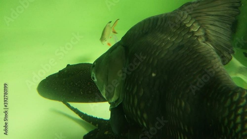 Vdo. Close-up on face of Giant barb or Siamese giant  (Catlocarpio siamensis) diving in aquarium glass fish tank.