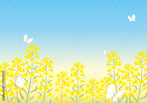菜の花畑のイラスト背景