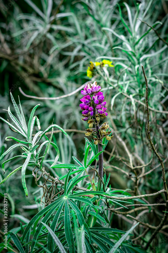Contrastes naturales en el Nevado de Toluca. Contrastes naturales en el Nevado de Toluca.