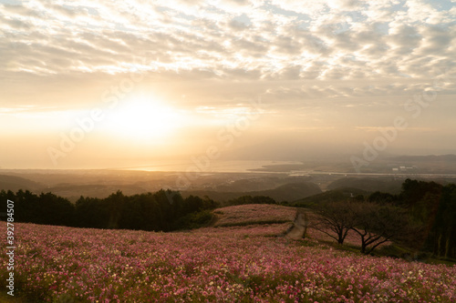 長崎県諫早市　夜明けの高原に咲く秋桜　白木峰高原 © SHIMA