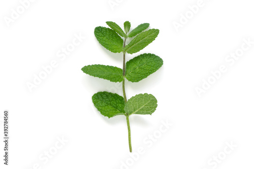Mint or mentha branch with shadow isolated on white. © photohampster