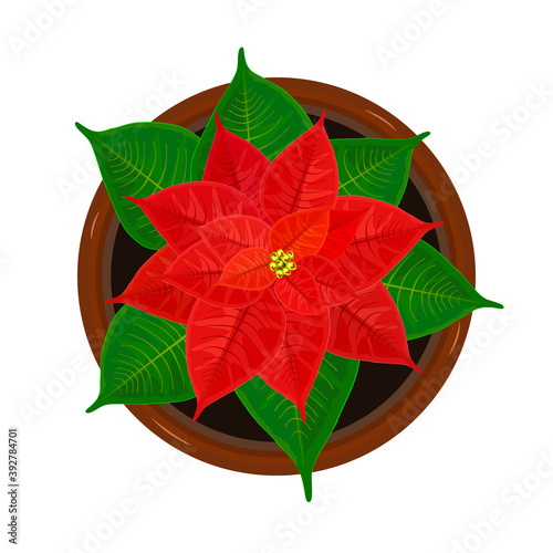 Red christmas poinsettia in pot isolated on white background. Bloom flower with green leaves and red petals in ceramic flowerpot. Traditional Christmas star symbol top view. Stock vector illustration photo