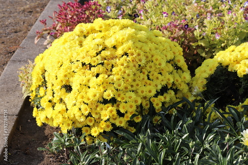秋の花壇に咲くポットマムの黄色い花