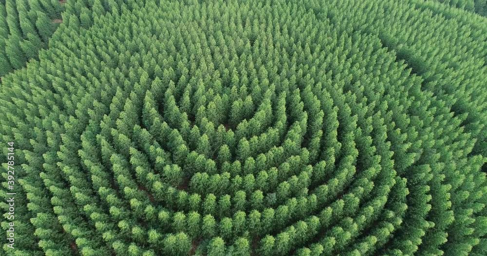Aerial top view of waving summer green trees in a forest Aerial top view of waving summer green trees in a forest