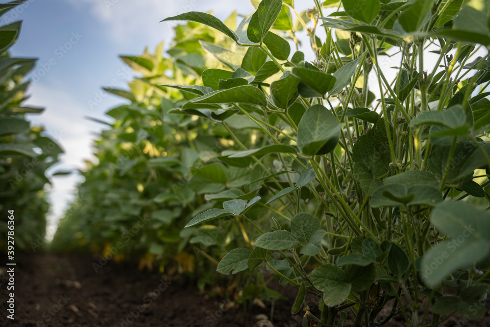 Soybean field ripening at spring season, agricultural landscape Soybean field ripening at spring season, agricultural landscape