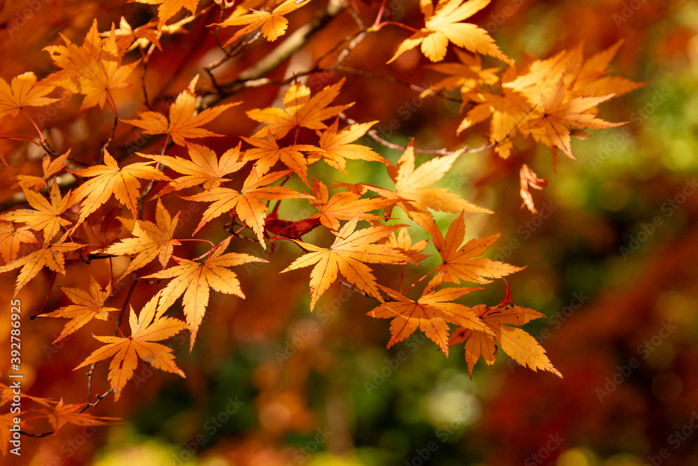 Autumn colors at the Japanese garden of Hoko-ji temple in Sanda city, Hyogo, Japan Autumn colors at the Japanese garden of Hoko-ji temple in Sanda city, Hyogo, Japan