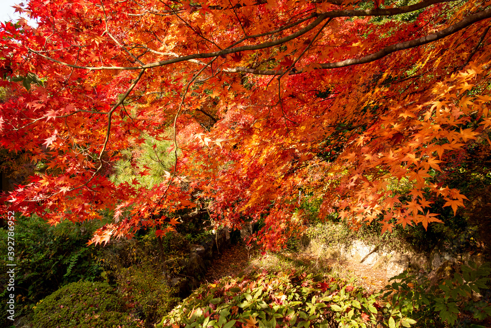 Autumn colors at the Japanese garden of Hoko-ji temple in Sanda city, Hyogo, Japan Autumn colors at the Japanese garden of Hoko-ji temple in Sanda city, Hyogo, Japan