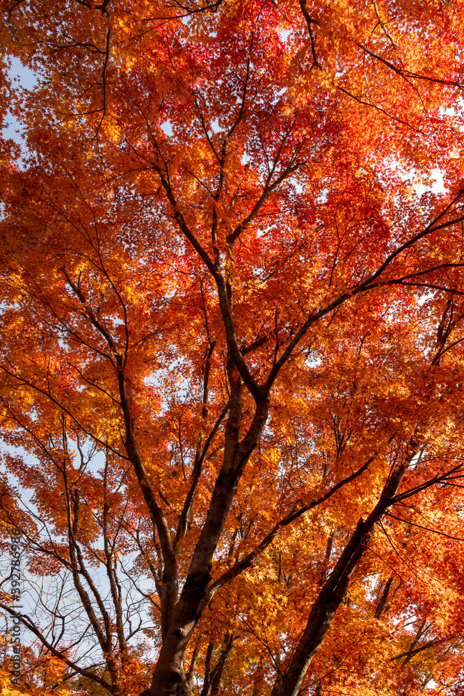 Autumn colors at the Japanese garden of Hoko-ji temple in Sanda city, Hyogo, Japan Autumn colors at the Japanese garden of Hoko-ji temple in Sanda city, Hyogo, Japan