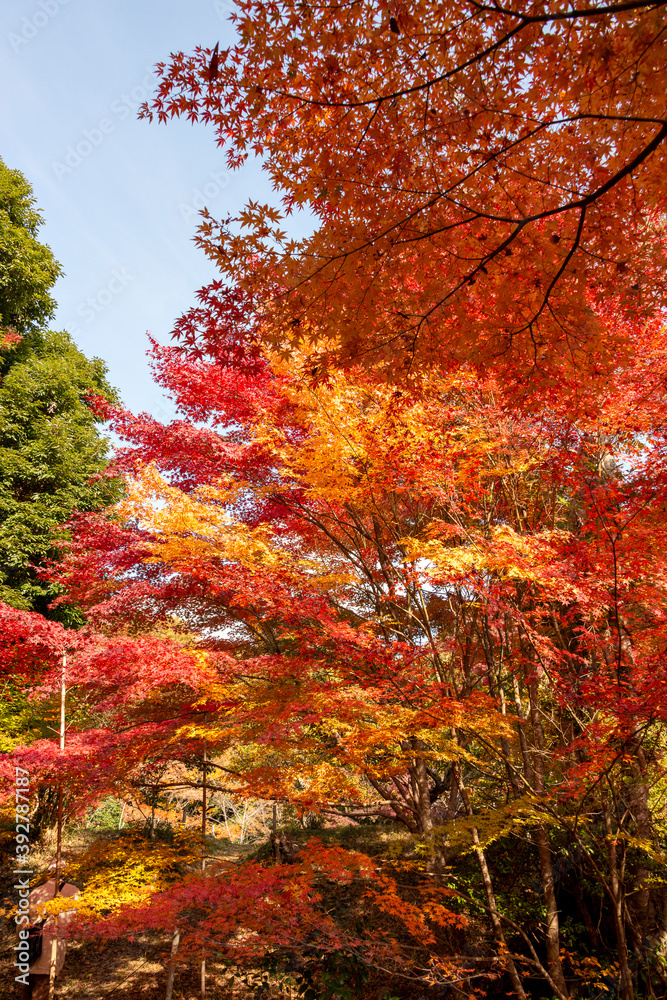 Autumn colors at the Japanese garden of Hoko-ji temple in Sanda city, Hyogo, Japan Autumn colors at the Japanese garden of Hoko-ji temple in Sanda city, Hyogo, Japan