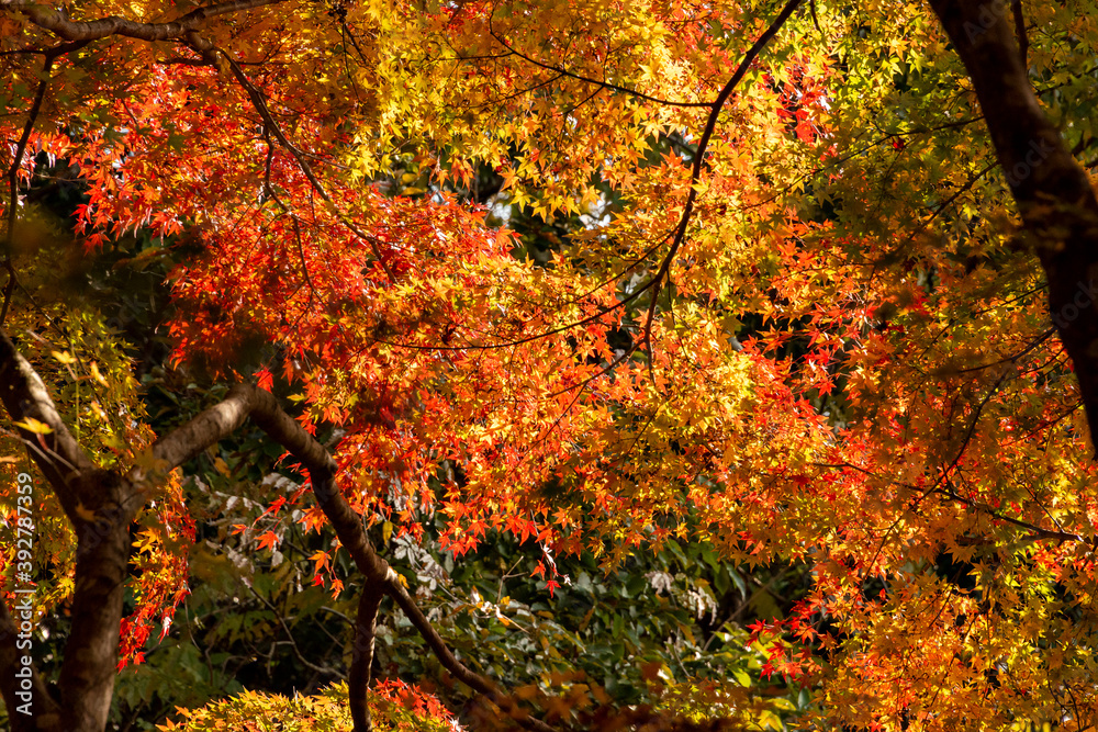 Autumn colors at the Japanese garden of Hoko-ji temple in Sanda city, Hyogo, Japan Autumn colors at the Japanese garden of Hoko-ji temple in Sanda city, Hyogo, Japan