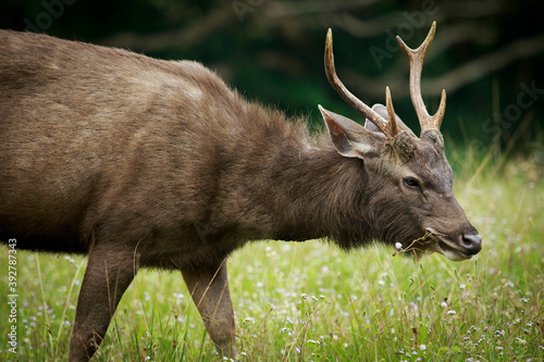 horn sambar deer on grazing field