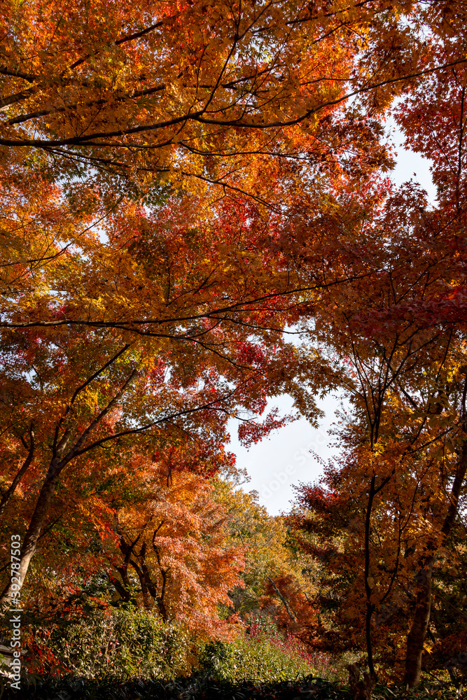 Autumn colors at the Japanese garden of Hoko-ji temple in Sanda city, Hyogo, Japan Autumn colors at the Japanese garden of Hoko-ji temple in Sanda city, Hyogo, Japan