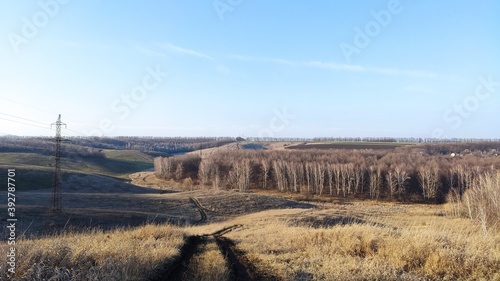 forest surrounded by mountains