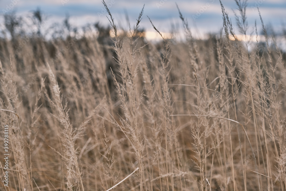 Obraz premium Closeup of a grass bents in winter snowy day