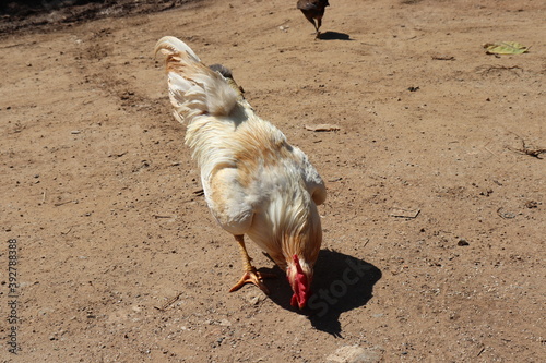 The Shot chickens thai are eating rice pellets in the garden around the house. photo