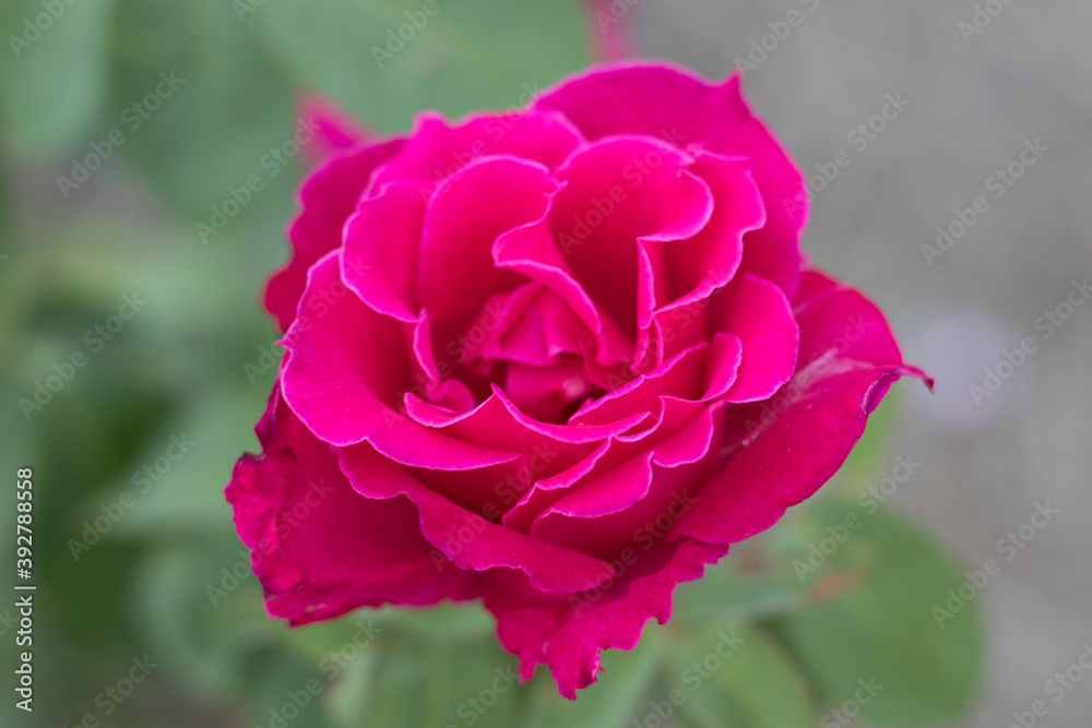 Portrait  blooming pink and purple roses. 