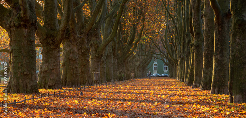 Beautiful avenue of plane trees in an autumn park at sunrise