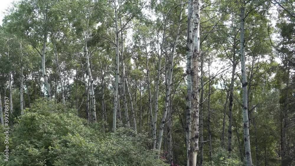 Video of a flight through a mixed aspen forest with pine and birch trees on mount Tserkovka in Belokurikha. Video of a flight through a mixed aspen forest with pine and birch trees on mount Tserkovka in Belokurikha.