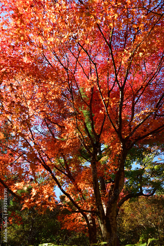 京都嵐山天龍寺庭園の紅葉