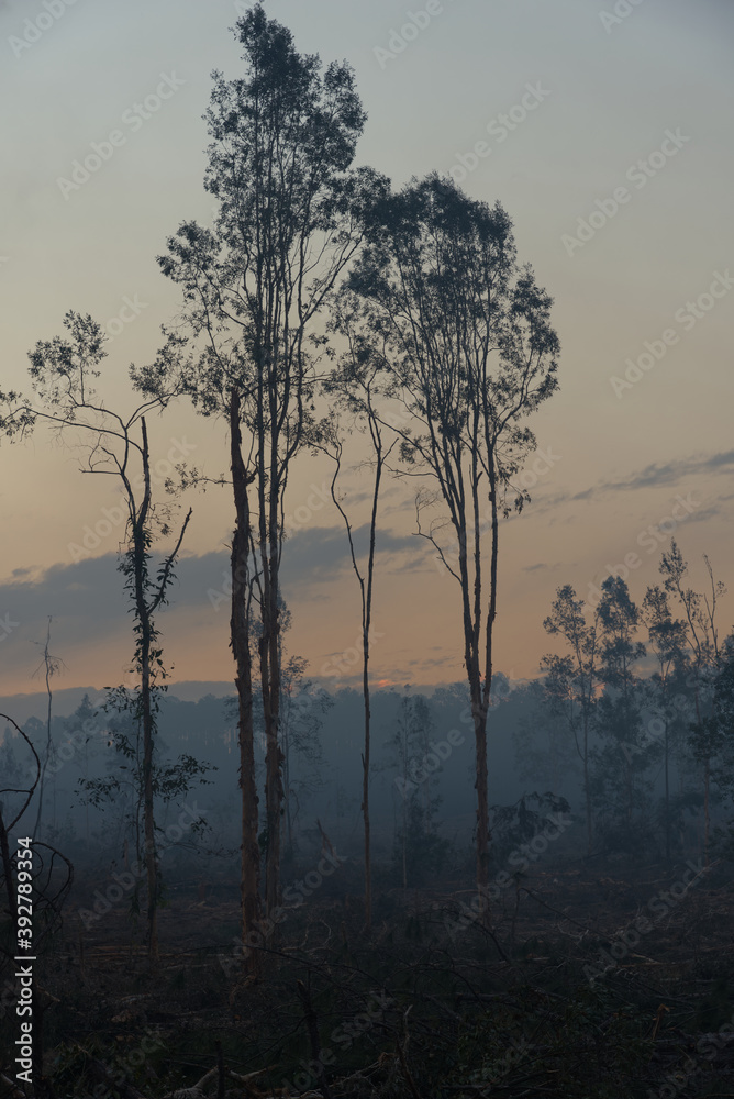 Australian deforested pine forest surrounded by smoke