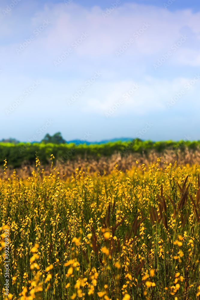 Landscape of sunn hemp flowers fields.