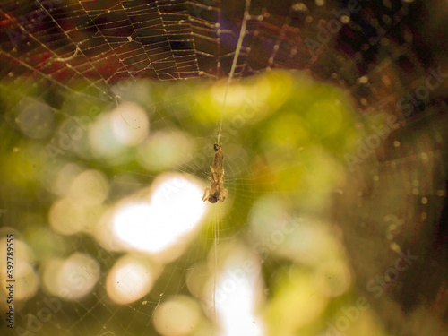 Spider web macro