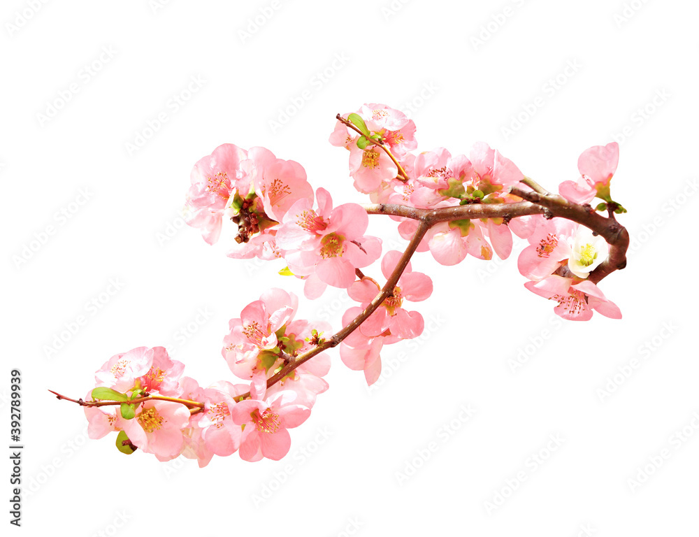 Branch of the blossoming Japanese Quince with pink flowers