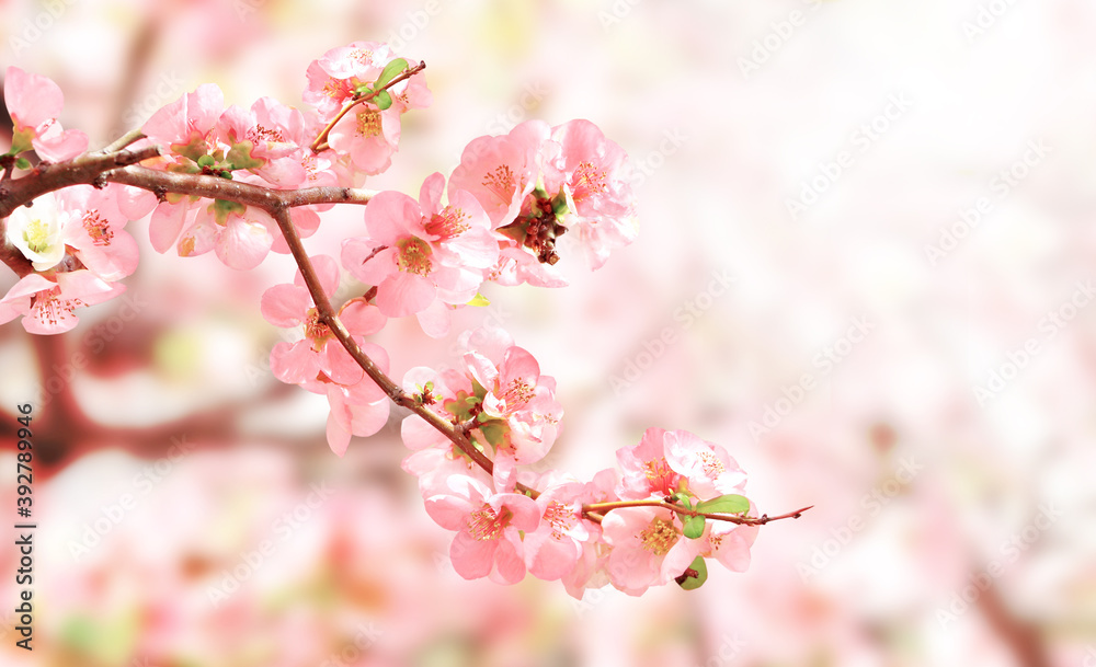Horizontal spring banner with Japanese Quince flowers Horizontal spring banner with Japanese Quince flowers