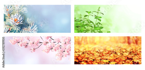 Four seasons of year © frenta