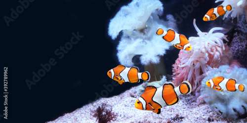 Canvas Print Sea anemone and clown fish