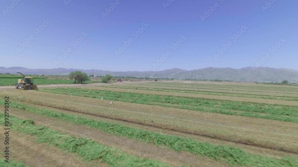 Drone flying low across a Cornfield