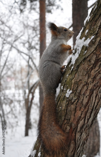 Grey fluffy squirrel on a tree trunk in winter © NADEZHDA