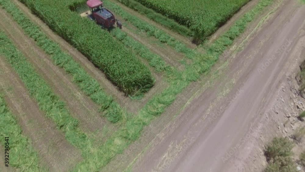 Aerial View tilt down of a Cornfield Aerial View tilt down of a Cornfield